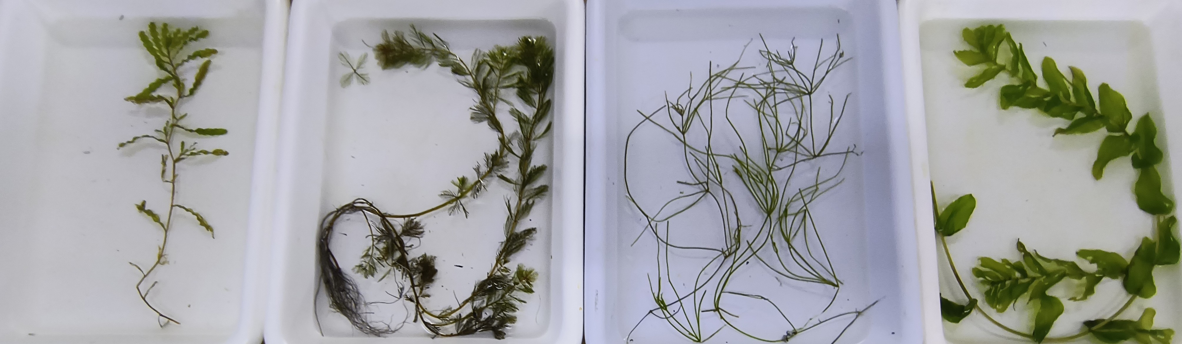 Image of a Secchi disk